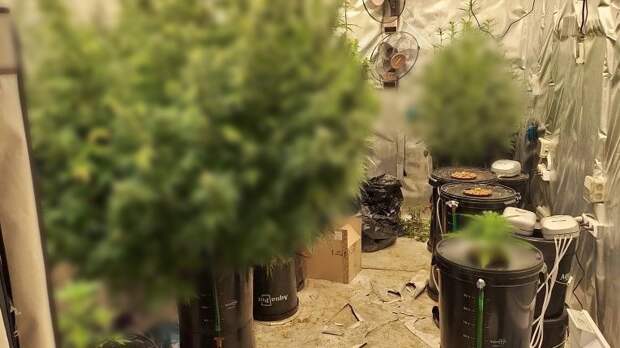 Наркополиция задержала «веселого фермера» – он выращивал каннабис на даче