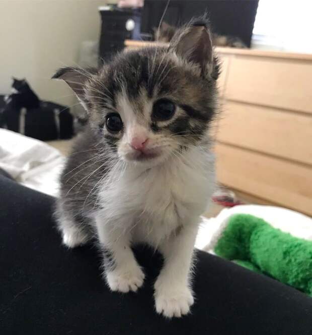 маленький котенок