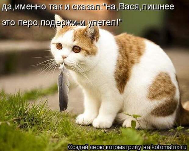 Котоматрицы (картинки с надписями)