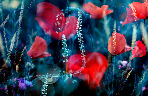 Природа под микроскопом
