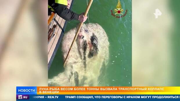 Гигантская луна-рыба парализовала движение судов в Венеции