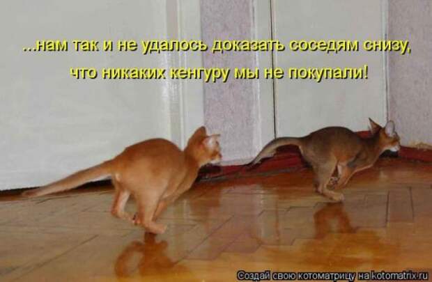 Котоматрицы (картинки с надписями)