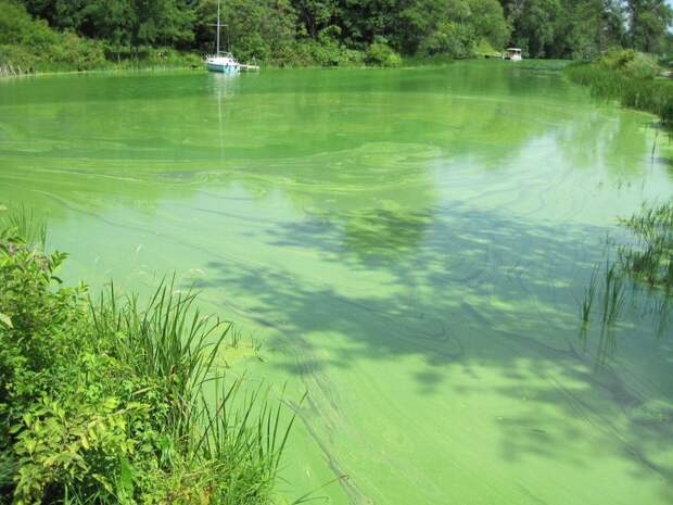 Блог - Почему ни в коем случае нельзя купаться в водоемах с избытком водорослей Почему ни в коем случае нельзя купаться в водоемах с избытком водорослей