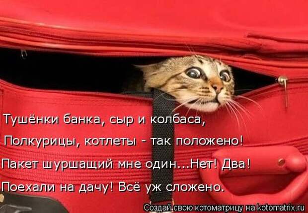 Лучшие котоматрицы недели (50 фото)