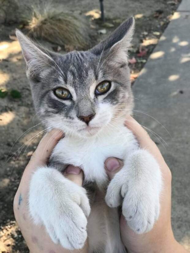 Необычные животные, которые мутировали
