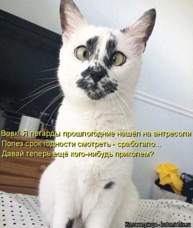 Лучшие котоматрицы недели (50 фото)