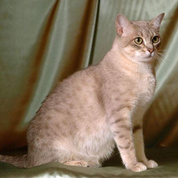 Австралийская дымчатая котята., кошки, породы
