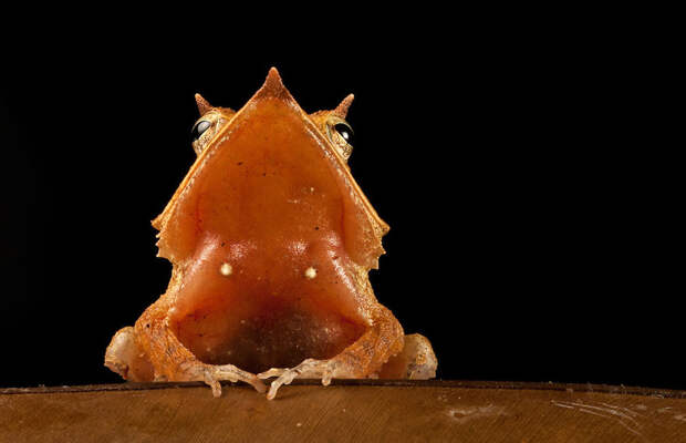 InSearchOfLostFrogs13 В поисках утраченной лягушки: редчайшие виды удивительных лягушек в фантастических фотографиях