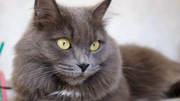 Кошка разбрасывает наполнитель? Что пытается сказать питомец