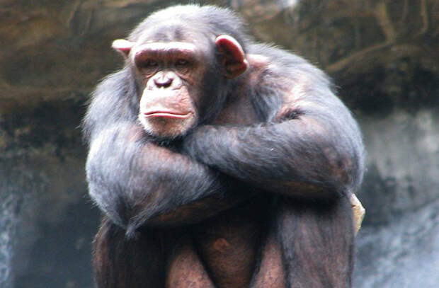 A chimp in repose.