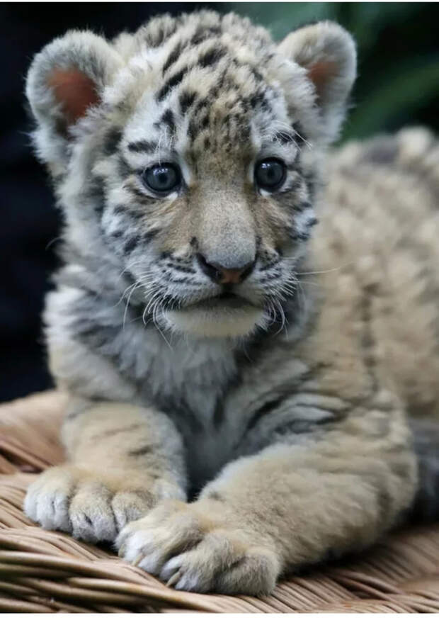 Маленькие большие кошки Большие кошки, Милота, Детеныш, Хищник, Животные, Дикие животные, Лев, Леопард, Гепард, Тигр, Пантера, Пума, Снежный барс, Ягуар, Манул, Каракал, Рысь, Фотография, Длиннопост