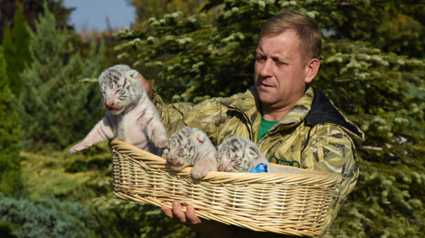 Много ранений: что известно о самочувствии пострадавшего от льва директора парка «Тайган»