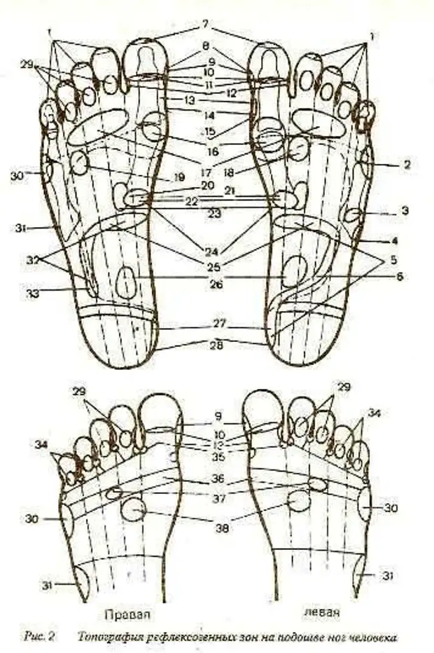 Схема рефлекторных зон на стопах