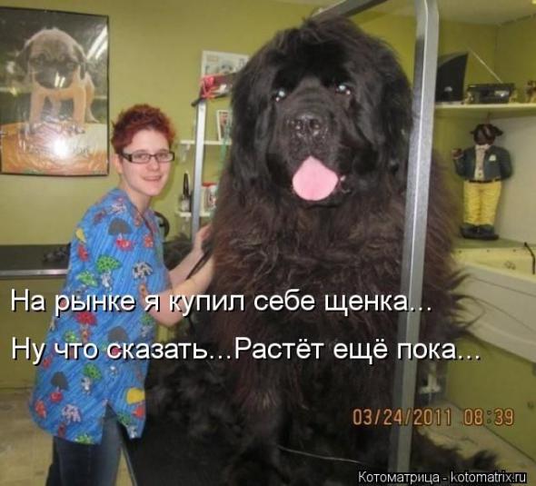 Котоматрицы (картинки с надписями)