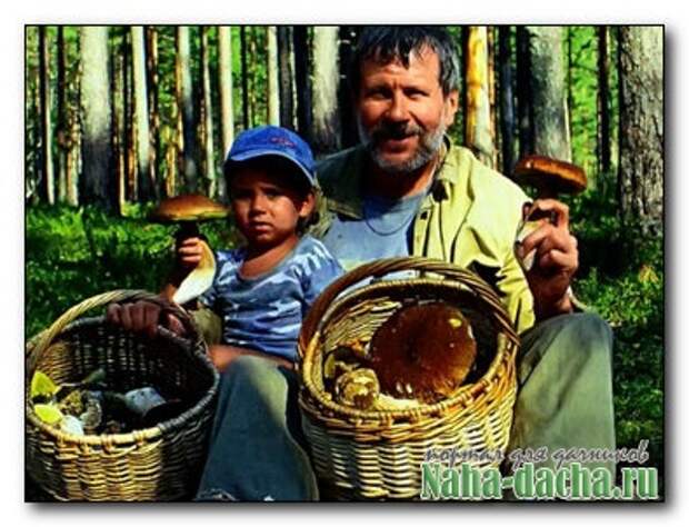 Съедобные, несъедобные, лекарственные грибы Съедобные, несъедобные, лекарственные грибы