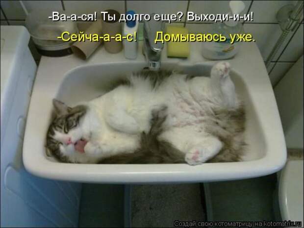 Лучшие котоматрицы недели