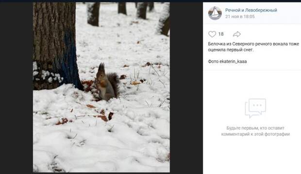 Фото дня: белка в заснеженном парке Северного речного вокзала