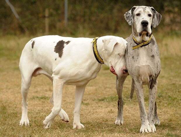 Лили и Мэдисон - трогательная пара - слепая собака и её поводырь...