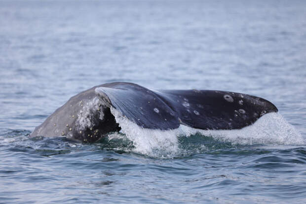 Чибис: в Мурманской области создадут Центр защиты китов