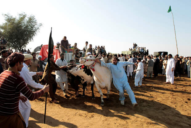 Гонки на быках в Пакистане