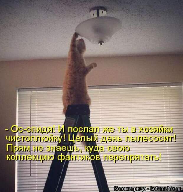 Котоматрицы(картинки с надписями)