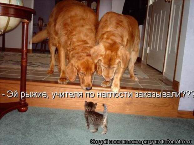 Котоматрицы(картинки с надписями)