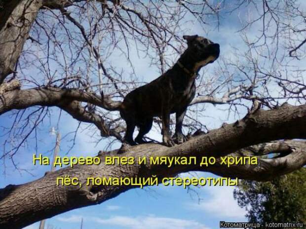 Котоматрицы(картинки с надписями)