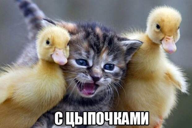 Смешные фото приколы и мемы с котами и кошками Смешные фото приколы и мемы с котами и кошками животные, коты, прикол, юмор