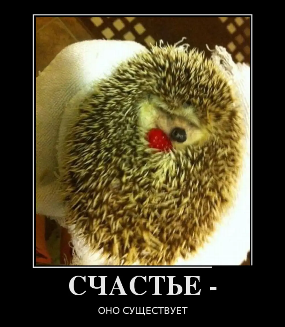 Счастье прикол