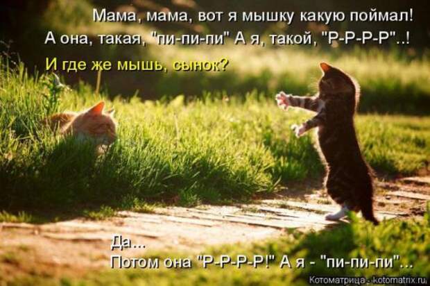 Котоматрицы(картинки с надписями)