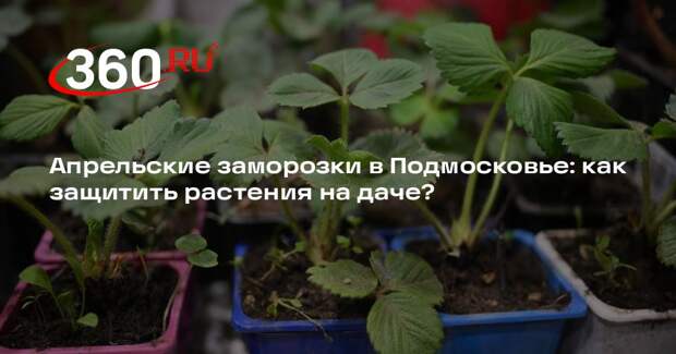 Туманов: дождевание и дымление помогут спасти будущий урожай от заморозков