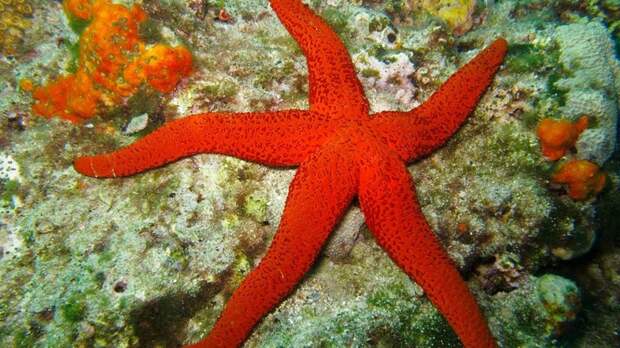 Морская звезда животные, красные животные, природа, цвет