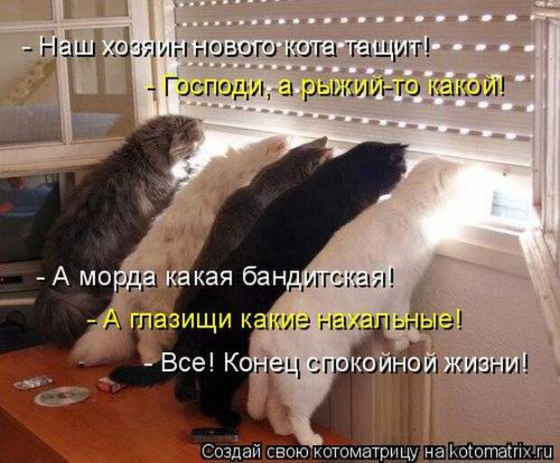 Лучшие котоматрицы недели (50 фото)