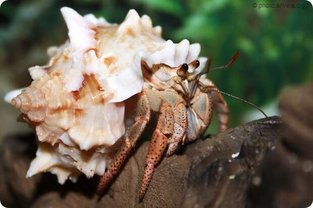 Карибский краб-отшельник (лат. Coenobita clypeatus)