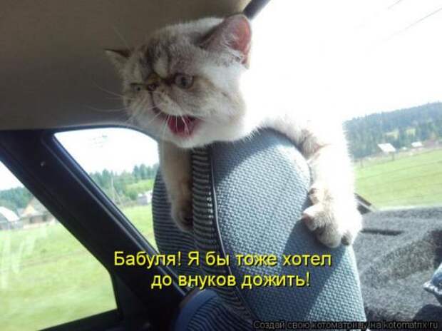 Котоматрицы(картинки с надписями)