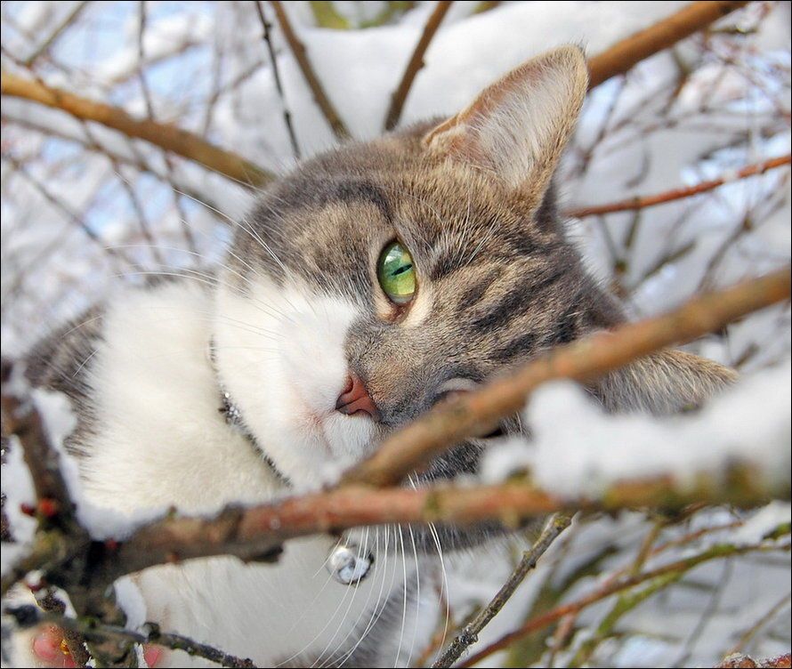 Зимние забавы кошек