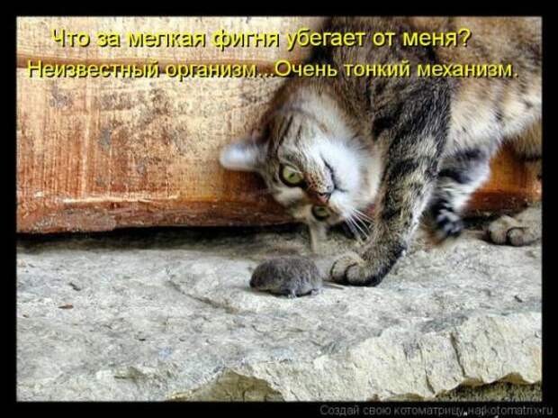 Котоматрицы(картинки с надписями)