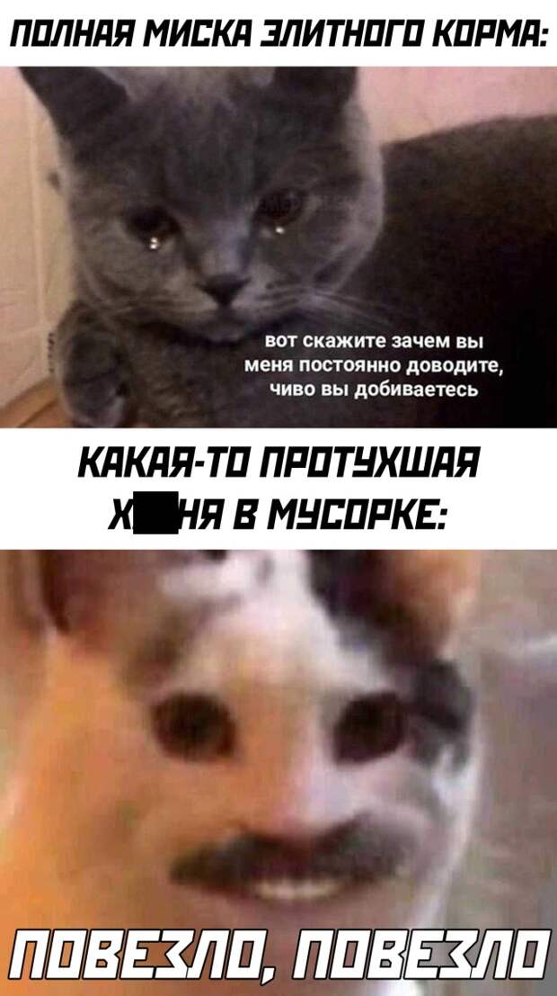 Смешные картинки вечер 17 февраля 2021