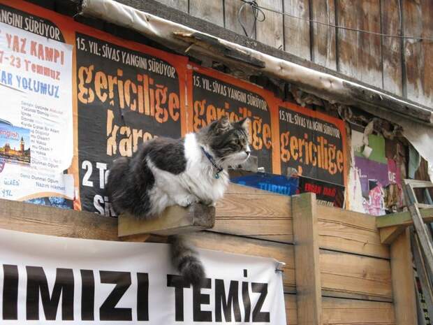 Самые кошачьи города мира: Стамбул город, кошки, эстетика