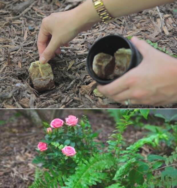 ways_to_reuse_old_tea_bags_7