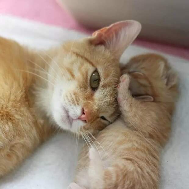 мглдсглсг (700x700, 206Kb)