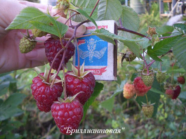 Brilliantovaya