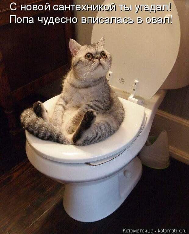 Лучшие котоматрицы недели
