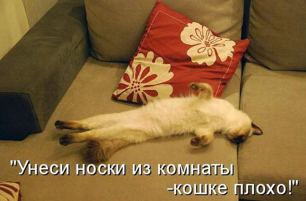 Котоматрицы (50 штук) Котоматрицы (50 штук)