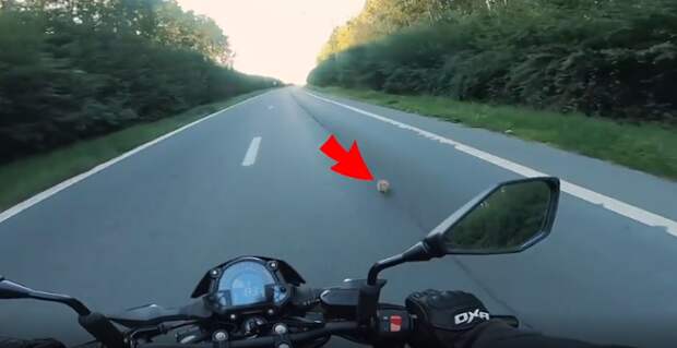 Байкер спасает котенка, застрявшего посреди шоссе