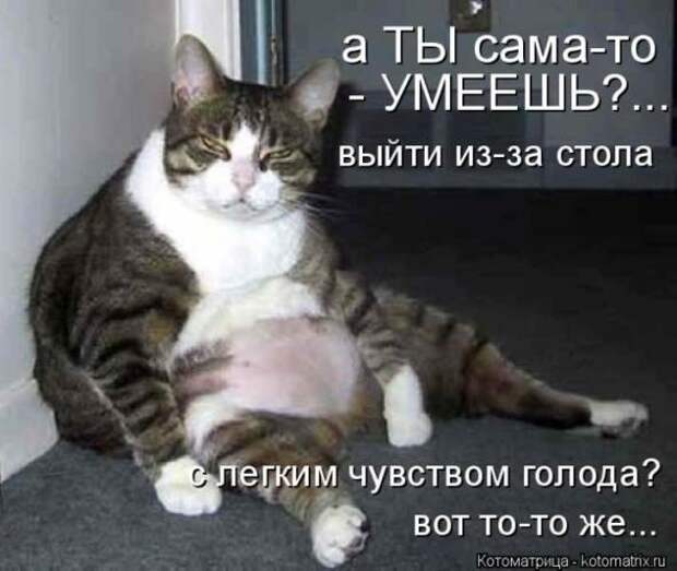 Котоматрицы (картинки с надписями)