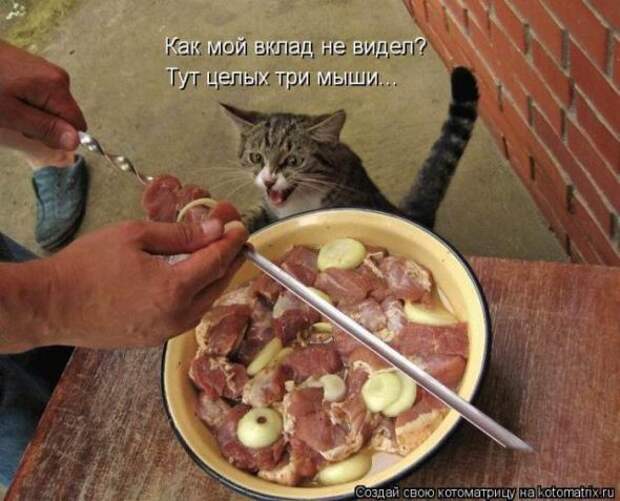 Котоматрицы(картинки с надписями)