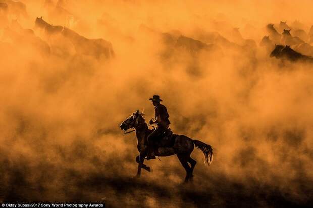 Владелец ранчо посреди скачущего в пыли стада лошадей Sony World Photography, Sony World Photography Awards 2017, фотоконкурс