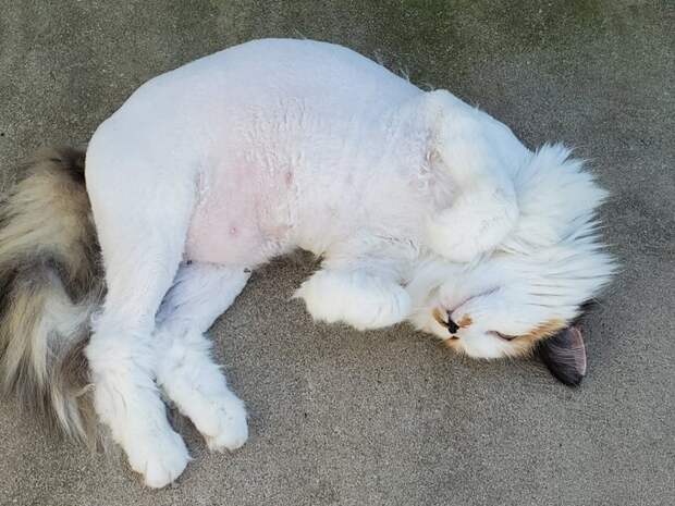 Обрили уже: 30 котов, которым сделали забавные стрижки перед операциями