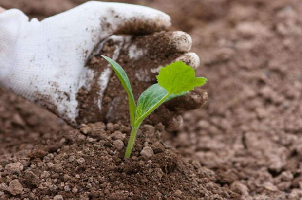 Самые благоприятные дни для посадки кабачков на рассаду в 2022 году по лунному календарю